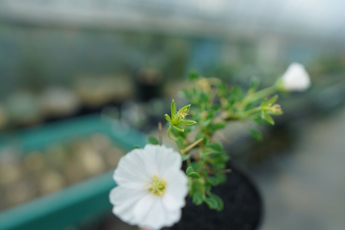 サルコカウロン バンデリエティアエ Sarcocaulon vanderietiae No.1