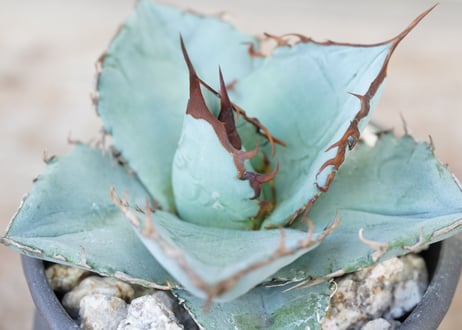 Agave WhiteIce
