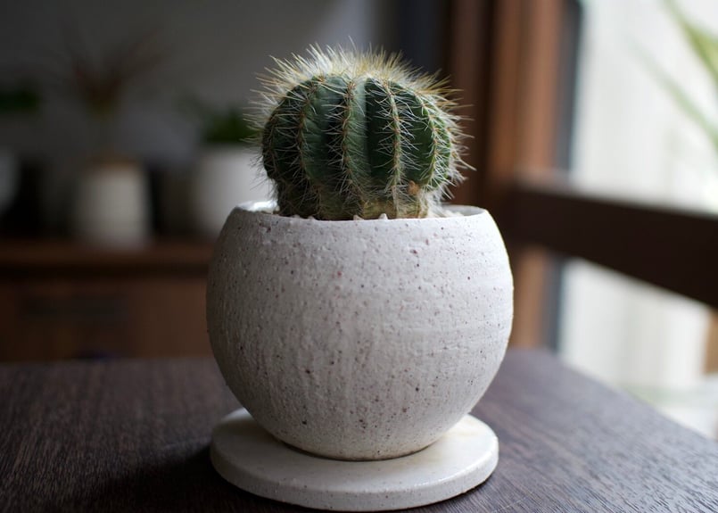 これ一つでインテリアがグッとお洒落に＊多肉植物サボテン3点SET