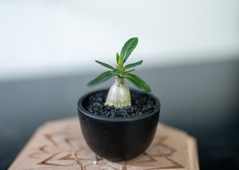 パキポディウム サキュレンタム 沖縄実生 | mana's farm:塊根植物