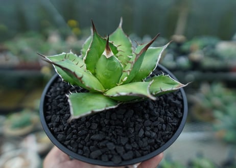 アガベ　チタノタ　Agave titanota　No.10