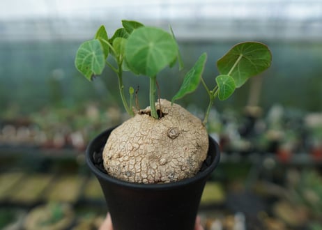 ステファニア　エレクタ　Stephania erecta