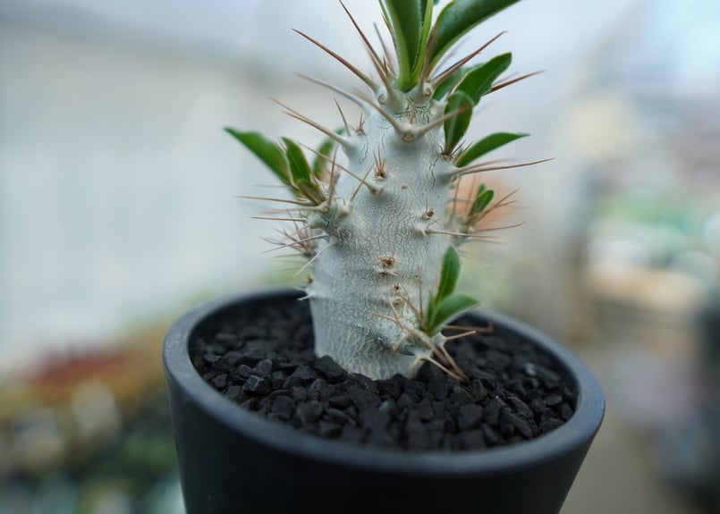 パキポディウム サンデルシー Pachypodeium saundersii No.7 | 