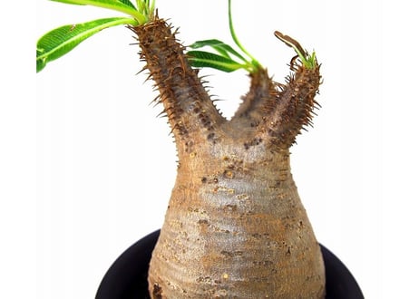 Pachypodium Gracilius パキポディウム  グラキリス  №１ little