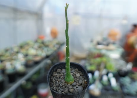 アデニア　グラウカ　Adenia Glauca　No.2