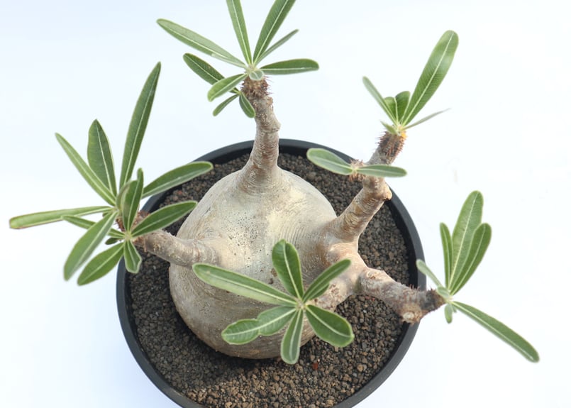 パキポディウム グラキリス no.29 | mana's farm:塊根植物・アガベ