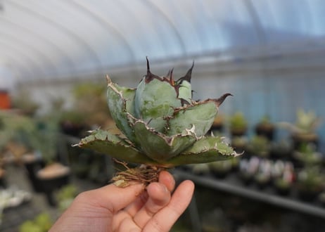 agave titanota ブラック＆ブルー　No.2