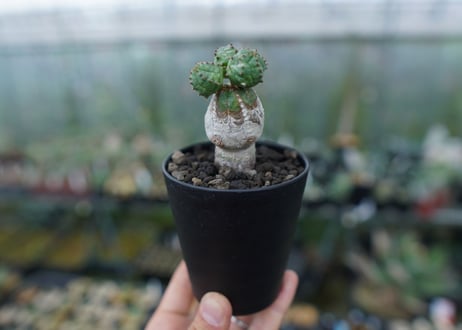 ユーフォルビア　オベサブロー　Euphorbia ObesaBlow No.3