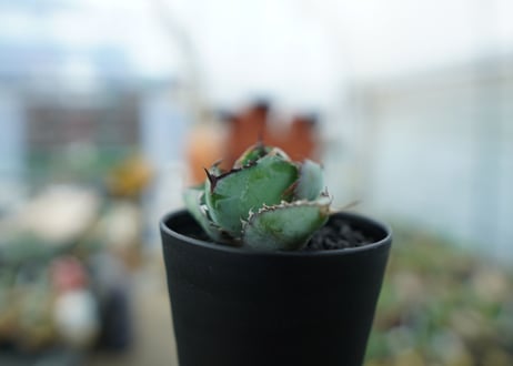 アガベ　チタノタ　 ブラックアンドブルー 　Agave titanota black and blue　No.1