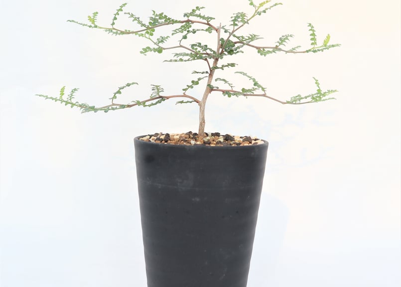 オペルクリカリア デカリー 根挿し №2 | mana's farm:塊根植物