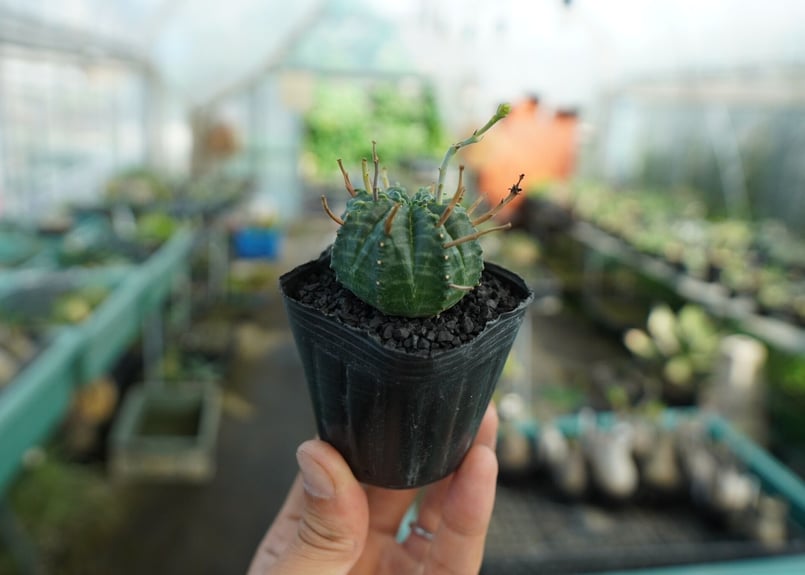 ユーフォルビア スーパーバリダ Euphorbia super valida No.4 |