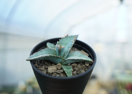 アガベ　オテロイ　agave oteroi　No.1