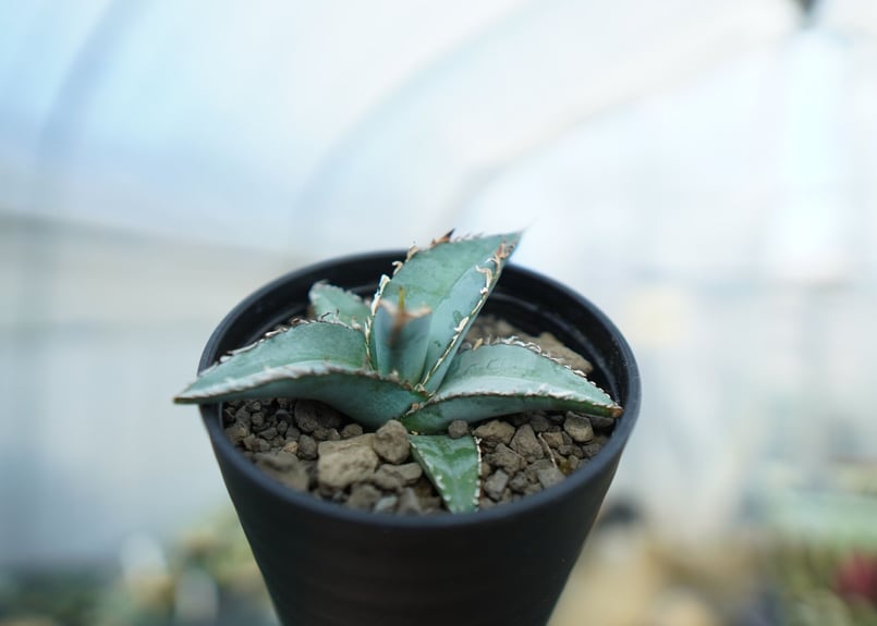 アガベ オテロイ agave oteroi No.1 | mana's farm:塊根植物・ア