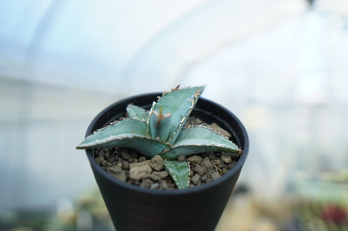 アガベ オテロイ agave oteroi No.1 | mana's farm:塊根植物・ア