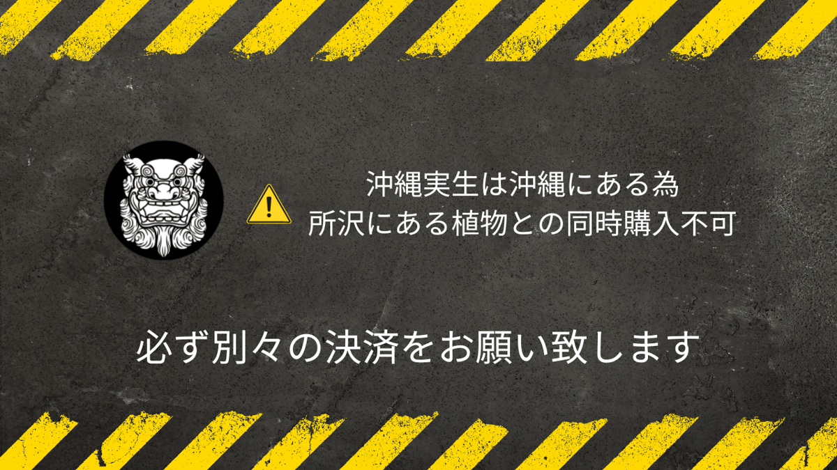 ウィンゾリー　実生　選抜　コレクション株　超まん丸 CATEGORY ウインゾリー | RAFLUM / ラフラム｜東京、大阪の塊根
