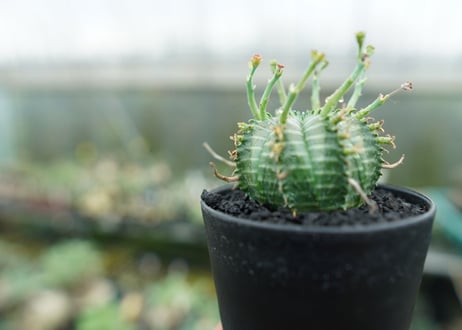 ユーフォルビア　バリダ　Euphorbia valida　No.5