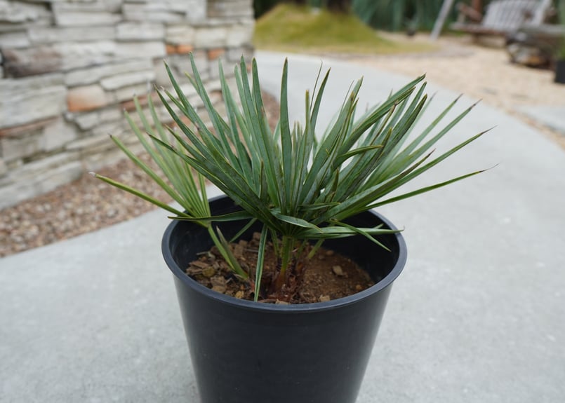 チャメロプス　セリフェラ　多頭　大株 m15276794193_1.jpg?1591422578