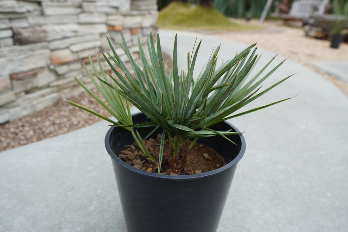 チャメロプス セリフェラ Chamaerops humilis var. Cerifera