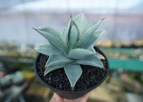 アガベ　ドラゴントゥース　Agave Dagontoes　No.3