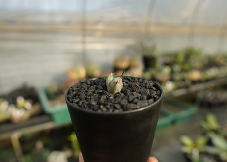 アガベ　チタノタ　 ブラックアンドブルー 　Agave titanota black and blue　No.2