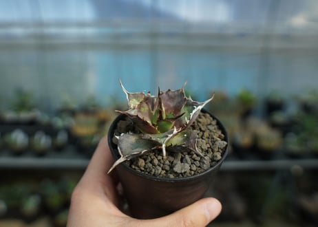 アガベ　チタノタ　ハデス　Agave titanota Hades　No.1