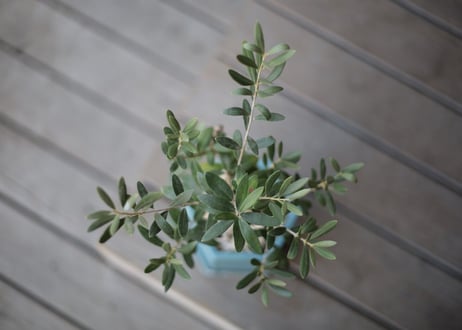 オリーブ　olive
