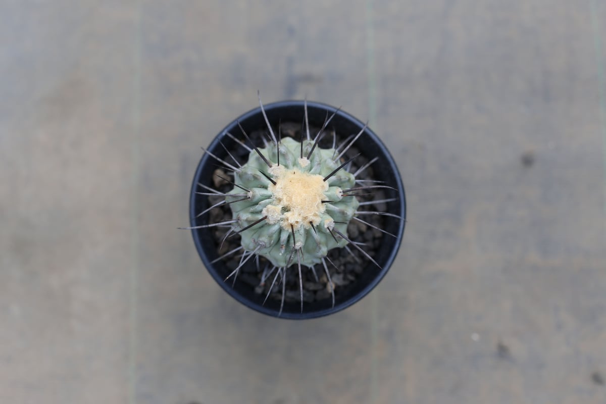 発根済み コピアポア デアルバータ 黒士冠 カキコ自根　鉢ごと発送 発根済み コピアポア デアルバータ 黒士冠 カキコ自根 鉢ごと