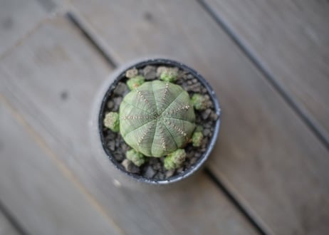 ユーフォルビア オベサシンメトリカ　Euphorbia obesa ssp. symmetrica