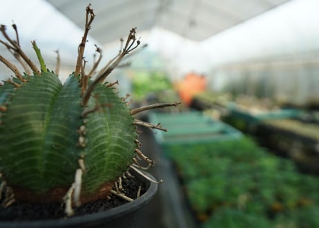 ユーフォルビア　スーパーバリダ　Euphorbia super valida  No.3