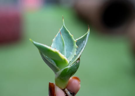 アガベ　怒電神錦　カキコ株