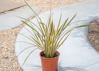 Dyckia tracking code FWF | mana's farm:塊根植物・アガベ