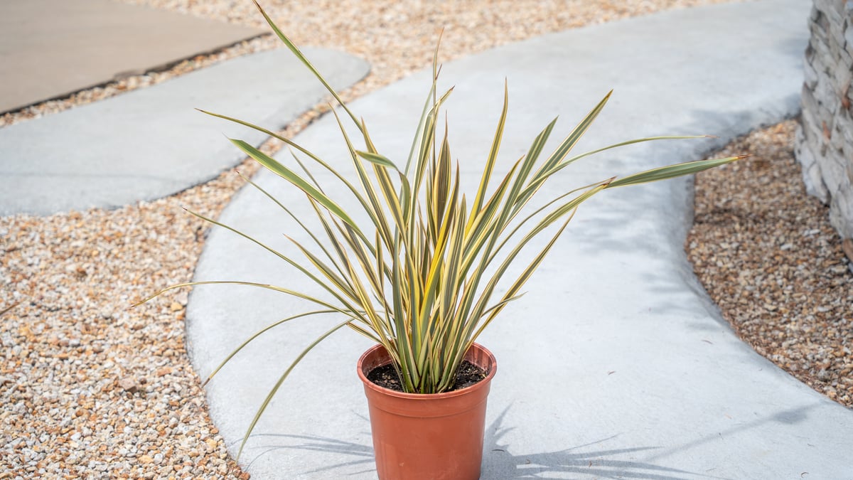 ニューサイラン | mana's farm:塊根植物・アガベ・ドライガーデン植物