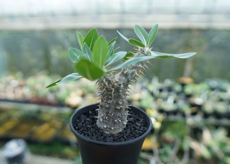 パキポディウム　伊藤ハイブリッド　Pachypodium 'Itoh Hybrid'