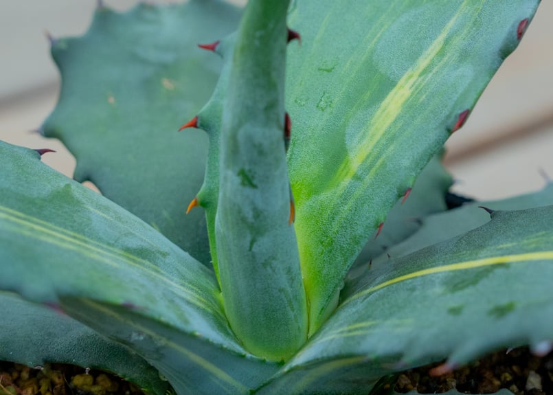 アガベ サルミアーナ フェロックス | mana's farm:塊根植物・アガベ