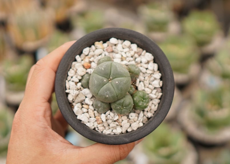 サボテン ロフォフォラ 小吹烏羽玉 実生 ※鉢のまま発送 サボテン：ロフォフォラ 子吹き烏羽玉 実生*幅5cm : 遊恵盆栽 Yahoo