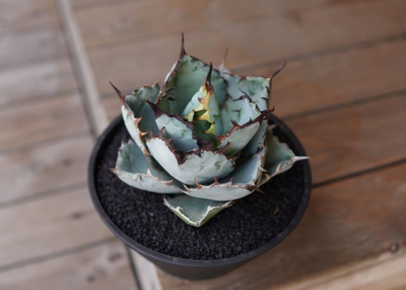 Agave titanota 'black and blue' No.1 | mana's f