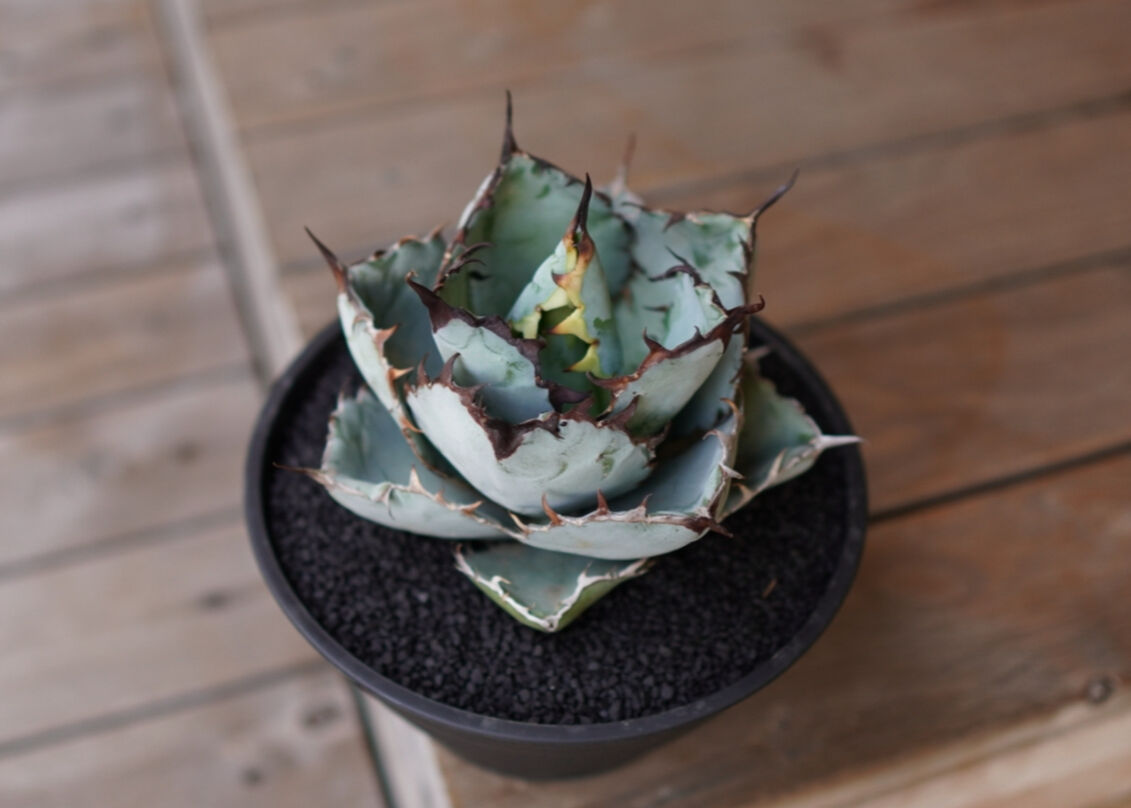 Agave titanota 'black and blue' No.1 | mana's f