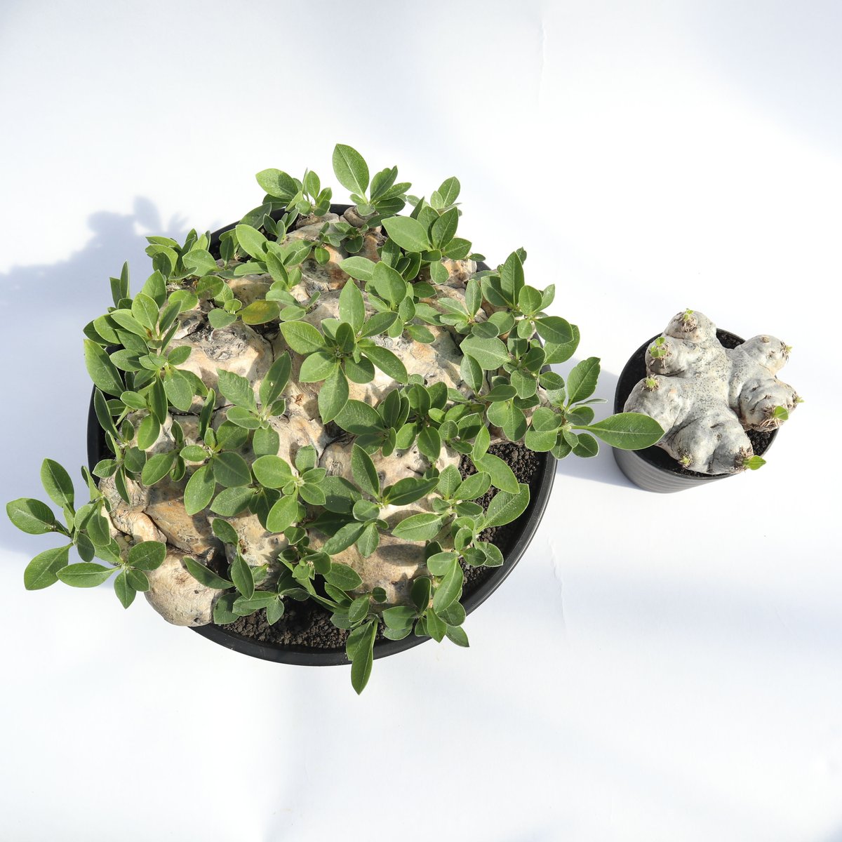 パキポディウム 恵比寿笑い ⑬ パキポディウム 恵比寿笑い 現品 | TOMOZOUEN