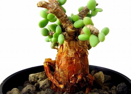 Ceraria pygmaea ケラリア・ピグマエア  №5