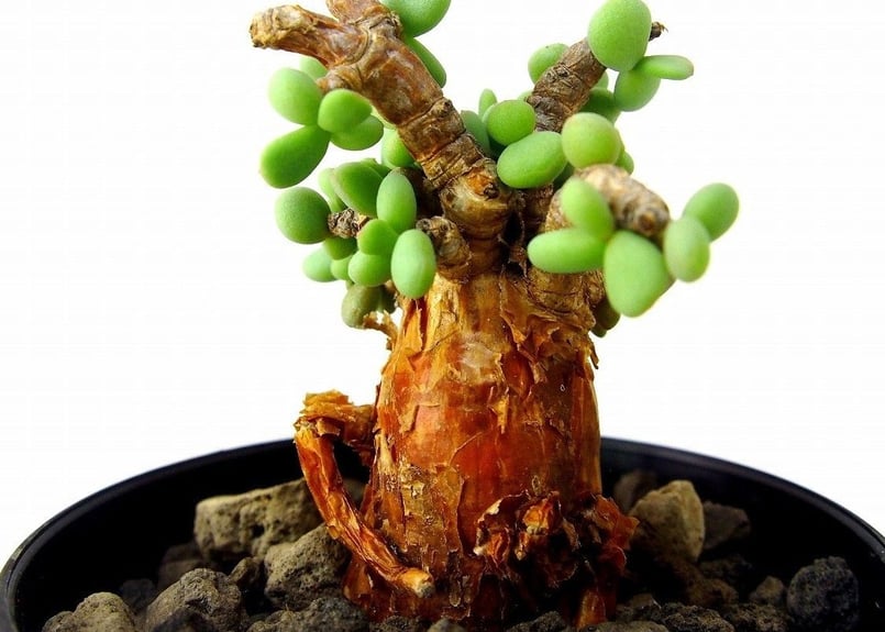 Ceraria pygmaea ケラリア・ピグマエア №5 | mana's farm:塊根