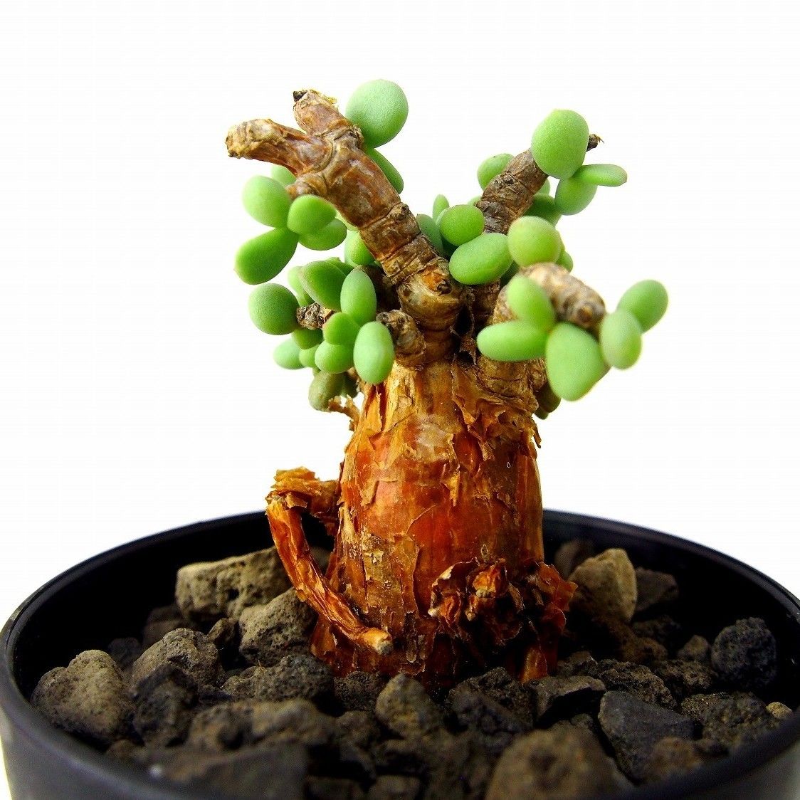 Ceraria pygmaea ケラリア・ピグマエア №5 | mana's farm:塊根