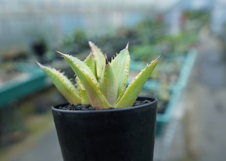 アガベ　チタノタ　黄覆輪　Agave titanota variegata