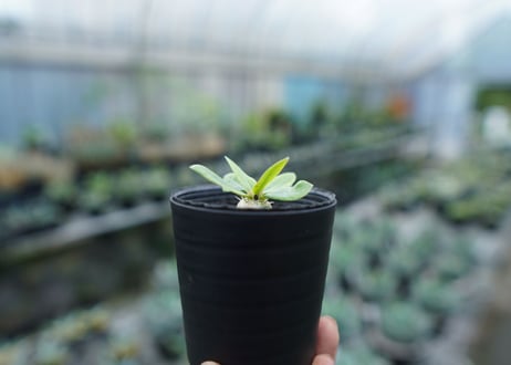 パキポディウム　恵比寿笑い　Pachypodium brevicaule　No.8