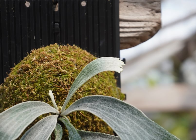 ビカクシダ P. willinckii 'Robin' (TC) | mana's farm