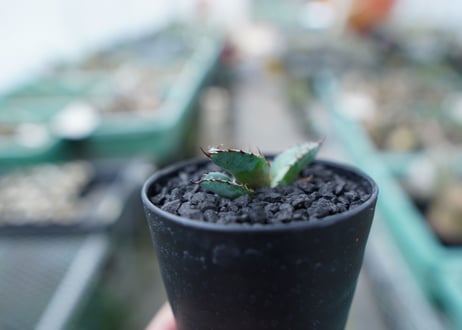 アガベ　チタノタ　 ブラックアンドブルー 　Agave titanota black and blue　No.19