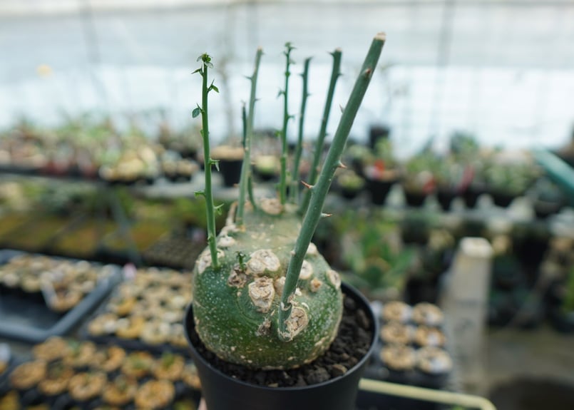 発根済 アデニア グロボーサ 塊根植物 ビザールプランツ Adenia - 観葉植物