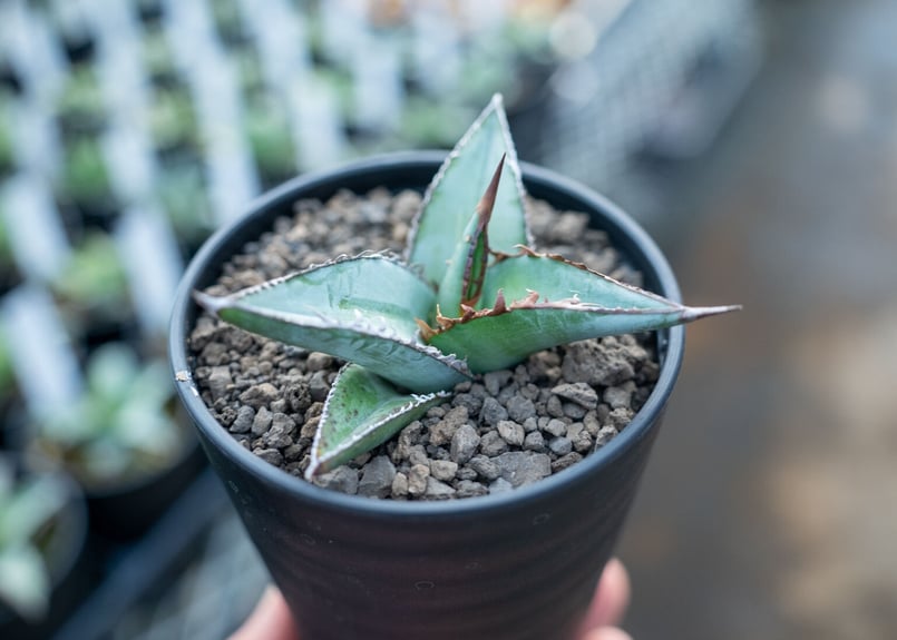 アガベ オテロイ agave oteroi No.3 | mana's farm:塊根植物・ア