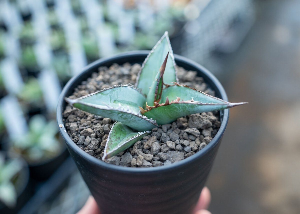 アガベ オテロイ agave oteroi No.3 | mana's farm:塊根植物・ア