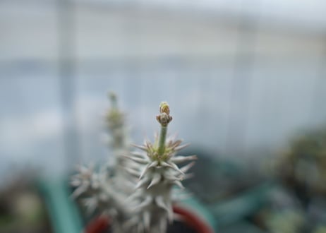 パキポディウム　デンシフローラム　Pachypodium densiflorum　No.8