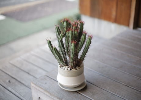 ユーフォルビア エノプラ　Euphorbia enopla